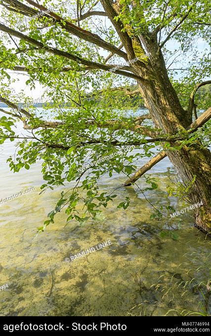 Lakeside in summer, Lake Großer Stechlinsee, Neuglobsow, Rheinsberg, Ruppiner Land, Brandenburg, Germany