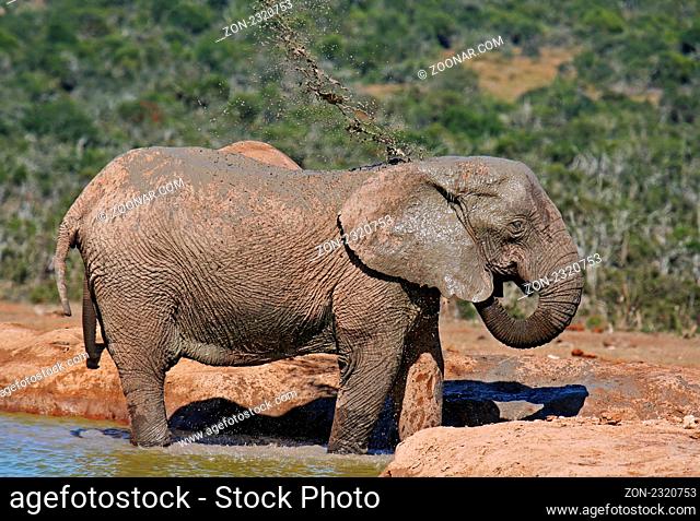 Badender Elefant, Südafrika; bathing elephant, south africa, Loxodonta africana