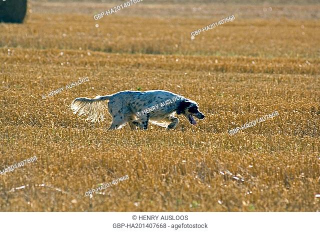 English Setter - running (Canis familiaris)) - August 2007