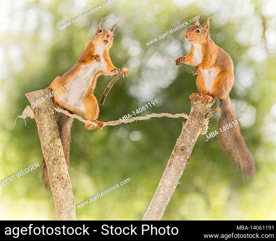 close up of red squirrels standing on two tree trunks with a rope in between