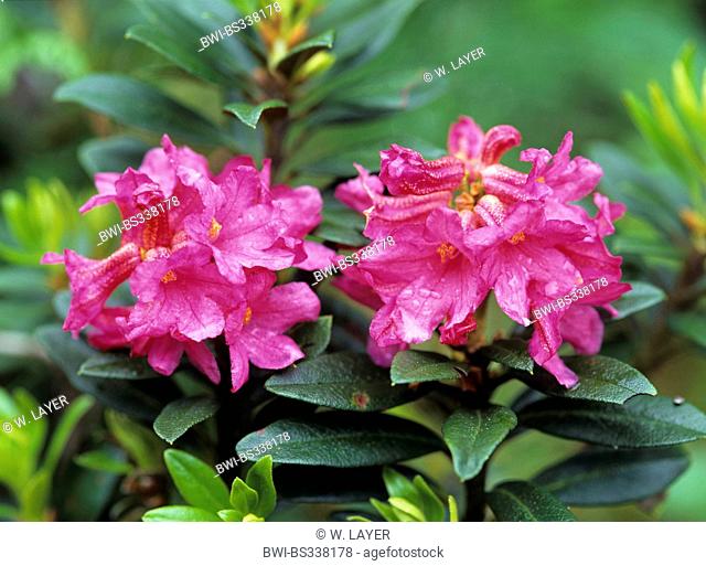 rust-leaved alpine rose (Rhododendron ferrugineum), blooming, Germany