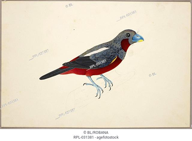 Black and Red Broadbill 'Cymbirhynchus Macrorhynchus'. From an album of 51 drawings of birds and mammals made at Bencoolen, Sumatra, for Sir Stamford Raffles