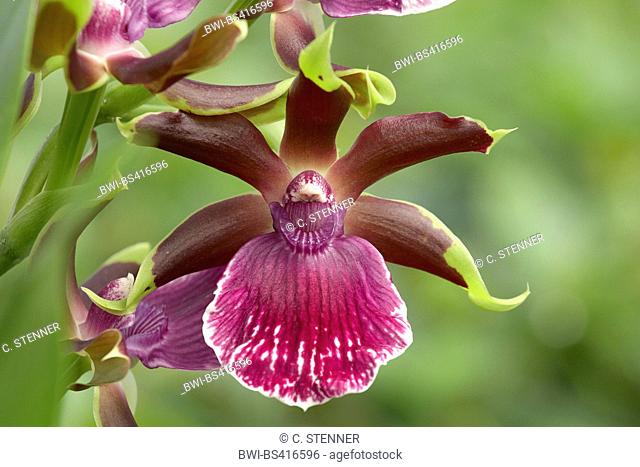 Zygopetalum (Zygopetalum mackaii), flower