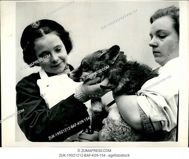 Dec. 12, 1952 - Anybody Want A Nice Fox ?? Makes Friends With The 'Busy Bee'. The staff of the P.D.S.A. Sanatorium, St. Swithin's Farm, Ilford
