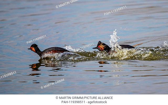 Black-necked Grebe (Podiceps nigricollis) two males running and chasing on water surface, Baden-Wuerttemberg, Germany | usage worldwide
