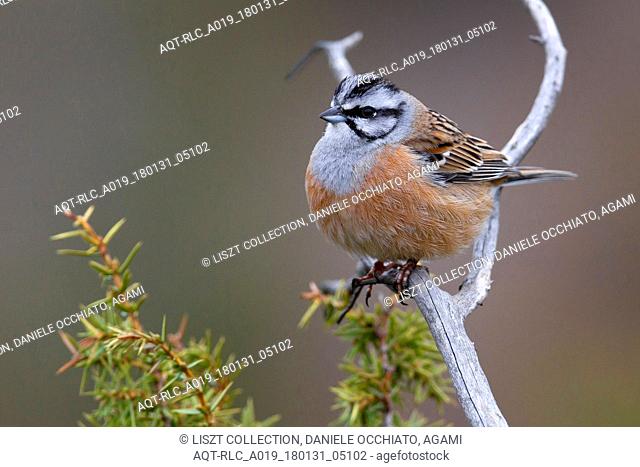 Male Rock Bunting perched on a branch, Rock Bunting, Emberiza cia