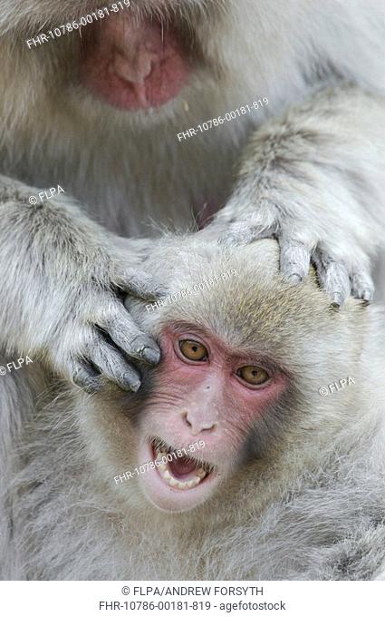 Japanese Macaque Macaca fuscata distressed juvenile, being groomed by adult, Jigokudani, Honshu, Japan