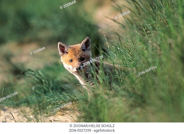 Rotfuchswelpe steht angespannt aeugend vor dem Fuchsbau - (Rotfuchs - Fuchs) / Red Fox kit standing intently looking in front of the foxs den - (European Red...