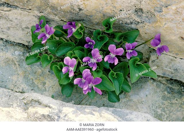 Common Blue Violet (Viola papilionacea) - Ontario, Canada rock crevice