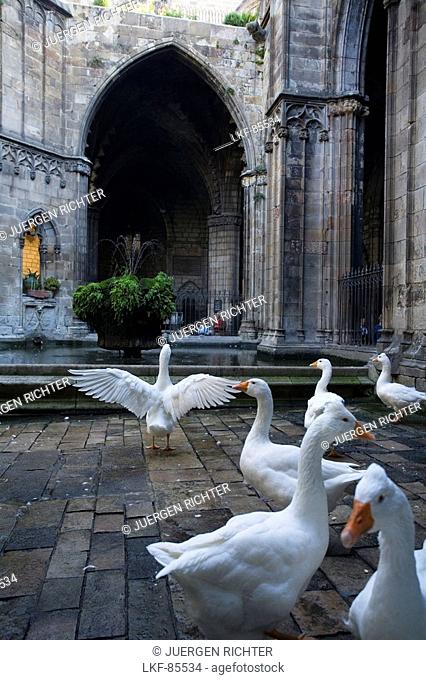 Geese in the cloister, Claustro, La Seu, Cathedral de Santa Eulalia, Barri Gotic, Ciutat Vella, Barcelona, Spain