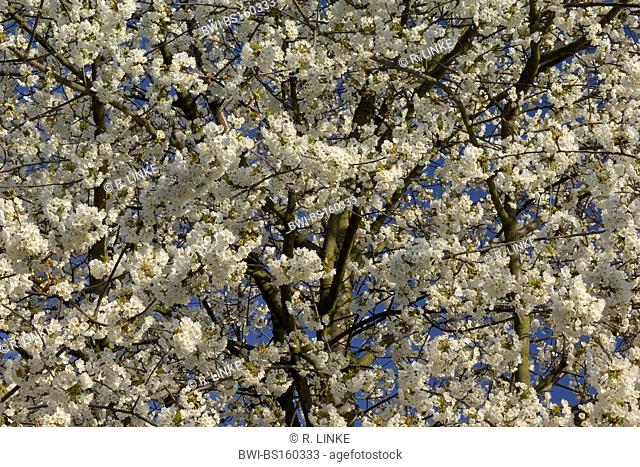 Cherry tree, Sweet cherry (Prunus avium), blossom in spring, Germany, Bavaria, Spessart