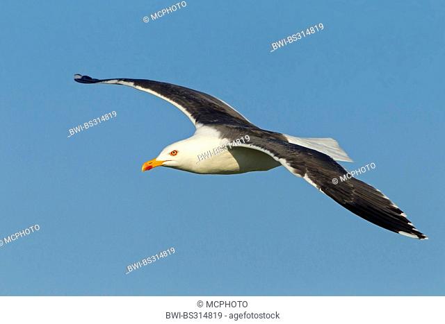 lesser black-backed gull (Larus fuscus), flying, Germany, Schleswig-Holstein, Heligoland