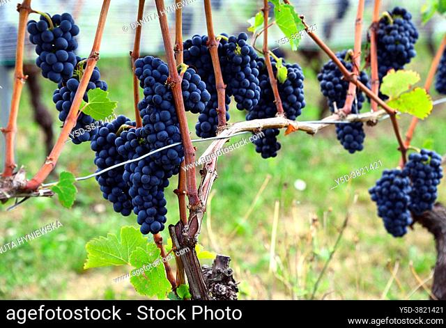 Ripe Pinot Noir grapes hanging on lush green grapevines, vineyards, Mont-sur-Rolle, literally Mont on Rolle, Nyon district, canton Vaud, Switzerland, Europe