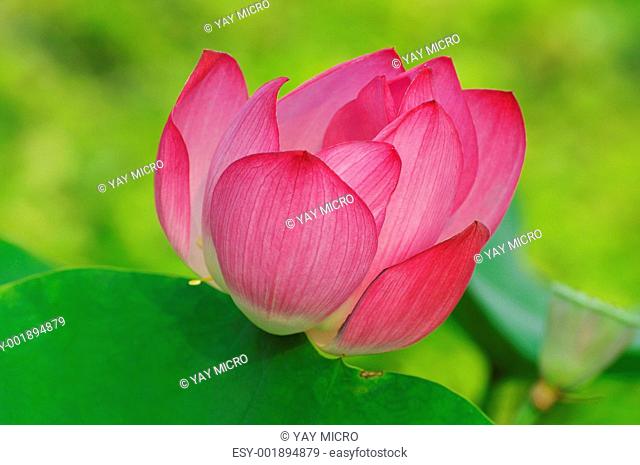 lotus flower pattern
