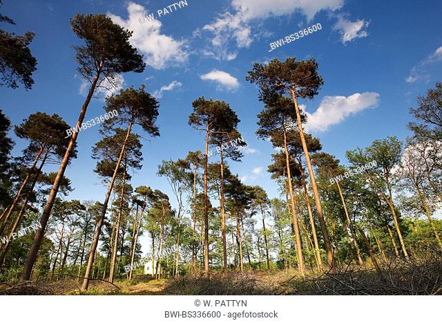 Scotch pine, Scots pine (Pinus sylvestris), pine forest, Belgium, Natuurreservaat Smeetshof