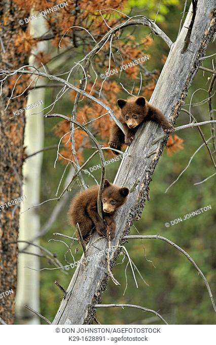 American Black bear Ursus americanus Two young cubs playing in the safety of a dead snag