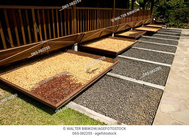 French West Indies (FWI), Guadeloupe, Basse-Terre, Vieux-Habitants: Musee du Cafe- Coffee Museum & Roasters. Coffee Beans Drying