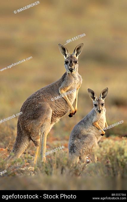 Red kangaroo (Macropus rufus), adult with young alert, Sturt National Park, New South Wales, Australia, Oceania