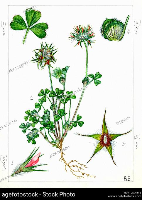 Trifolium stellatum - starry clover - from Shoreham Sussex. 1. Leaf, 2. Plant, 3. Flower (x3), 4. Stipule (x3), 5. Fruiting calyx (x3). Dandy 192/6