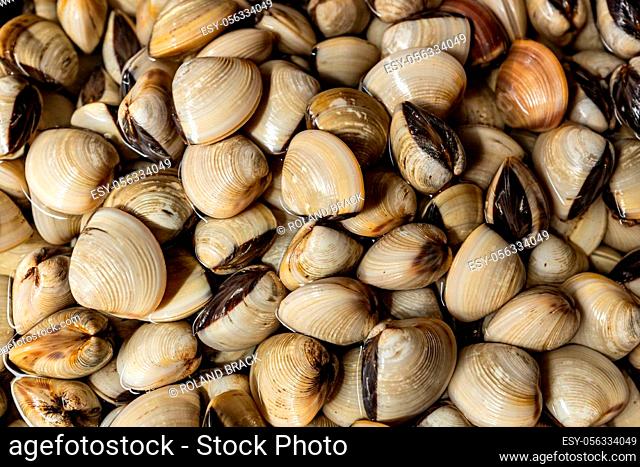 shell and mussel at the fish market of Hoi An in Vietnam