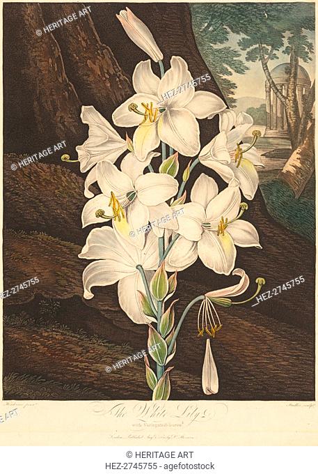 The Temple of Flora; or Garden of Nature: White Lily with Variegated Leaves.., 1800. Creator: Joseph Constantine Stadler (German); Robert John Thornton (British