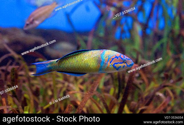 Ornate wrasse (Thalasooma pavo) is a marine fish native to Mediterranean Sea and eastern Atlantic Ocean