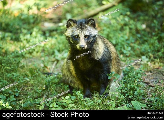 Common raccoon dog (Nyctereutes procyonoides) sitting in a forest, Bavaria, Germany, Europe