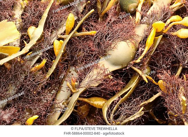 Red Seaweed Polysiphonia lanosa growing on Knotted Wrack Ascophyllum nodosum, Osmington Mills, Dorset, England