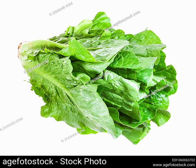 green Romaine lettuce isolated on white background