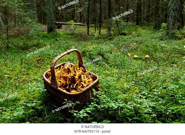 Basket full of chanterelles in forest