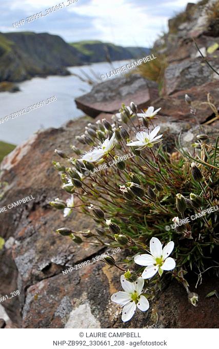Spring Sandwort (Minuartia verna) flowering St Abbs Head National Nature Reserve, Berwickshire, Scotland, June 2011