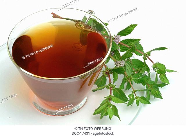 Peppermint - tea - KrŠutertee - herbtea - medicinal use - herb - medicinal plant - Pepperminttea - Mentha piperita - Menta piperina