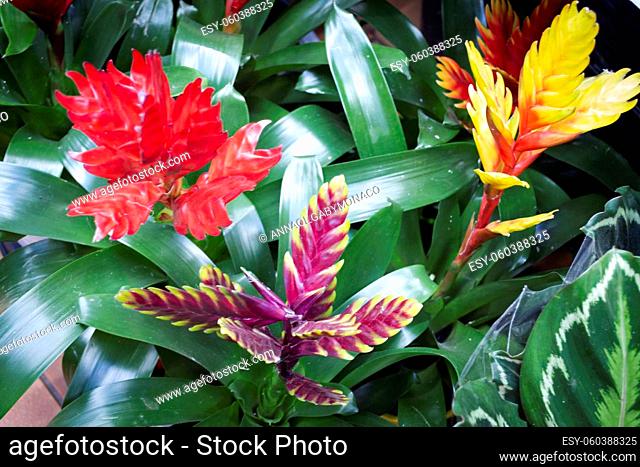 Vriesea flower in the garden, Colorful flowering vriesea plants of tropical . Variety bromelia