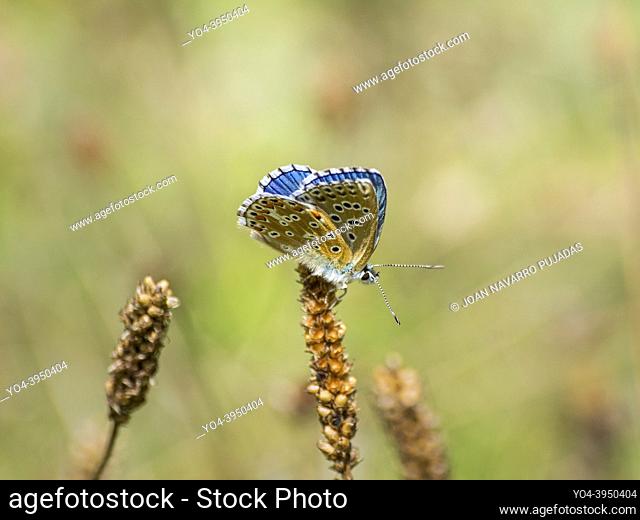 Lysandra bellargus, Lycaenidae, Polyommatinae, blaveta lluent, niña celeste, adonis blue