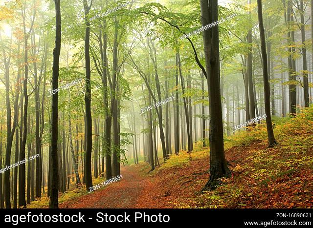 Trail through the beech forest in a foggy weather, Bischofskoppe Mountain, October, Poland