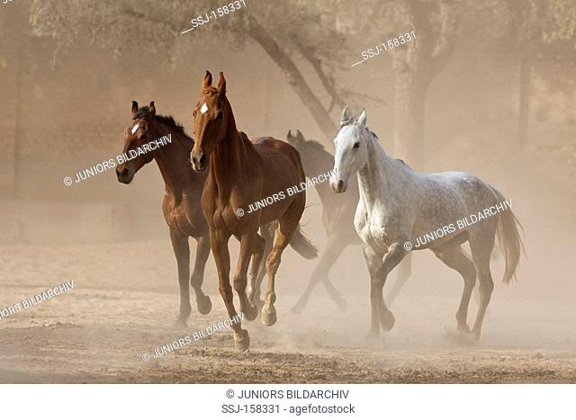 Marwari horses - running