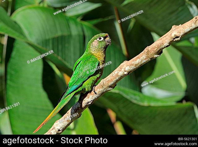 Adult Maroon-bellied Parakeet (Pyrrhura frontalis frontalis), sitting on a branch, Atlantic Rainforest, State of Rio de Janeiro, Brazil, South America