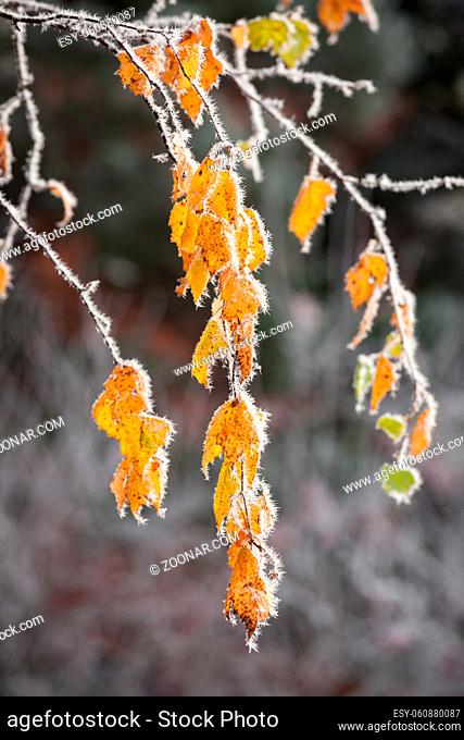 Beautiful hoar frost crystals on autumn leaves