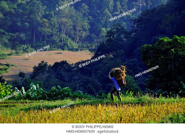 Vietnam, Ninh Binh Province, Cuc Phuong National Park, Ban Hieu, people of Thai ethnic group working in terraced rice fields