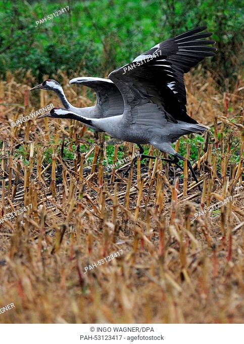 Two adult cranes at a mown corn field in the Devil's Moor near Huettenbusch, Germany, 21 October 2014. The birds build up energy feeding on the harvested fields...