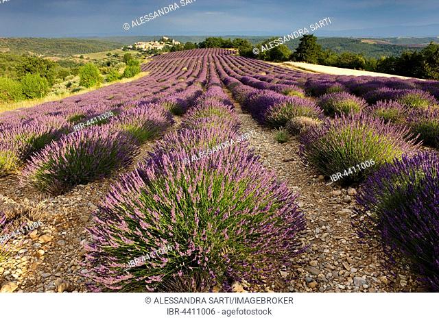 Blooming lavender (Lavandula angustifolia) field, village of Entrevennes behind, Alpes-de-Haute-Provence, Provence-Alpes-Côte d'Azur, France