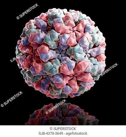 Structure of the Norwalk virus 1HIM, an RNA virus from the family Caliciviridae and the major cause of epidemic gastroenteritis in humans