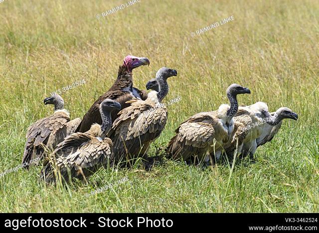 White backed vulture, Gyps africanus, group of birds with Lappet Faced Vulture, torgos tracheliotus, Masai Mara National Reserve, Kenya, Africa