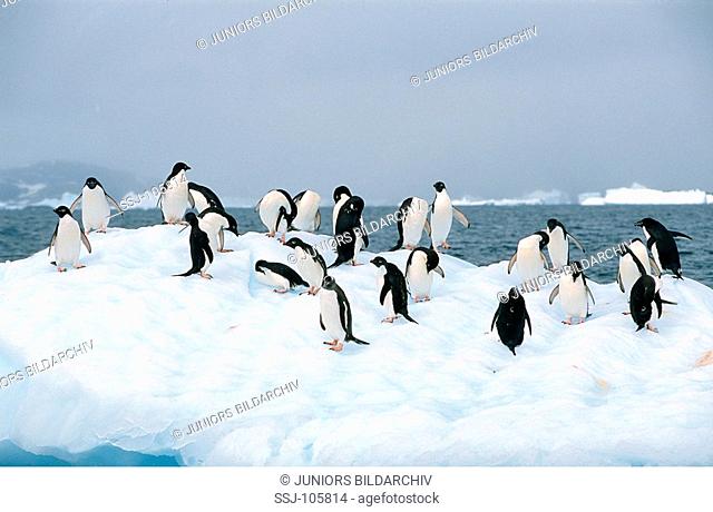 Adelie penguins on ice-floe / Pygoscelis adeliae