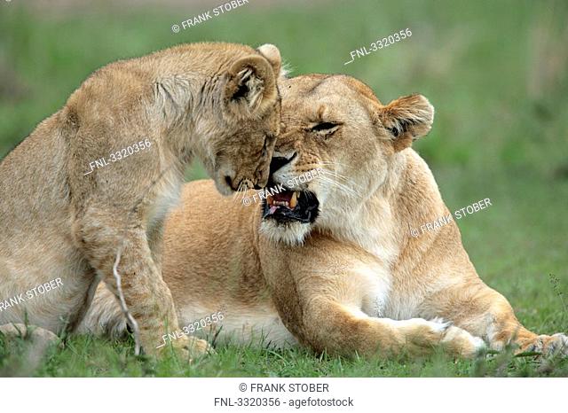Lioness Panthera leo with cub, Masai Mara National Reserve, Kenya