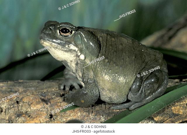 Sonora Desert Toad , Bufo alvarius , Sonora Desert , Arizona , USA , America , adult