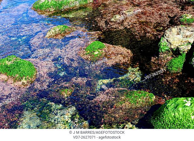 Seaweed in rocky coastline: sea lettuce (Ulva lactuca) and Corallina elongata. Costa Brava, Girona, Catalonia, Spain
