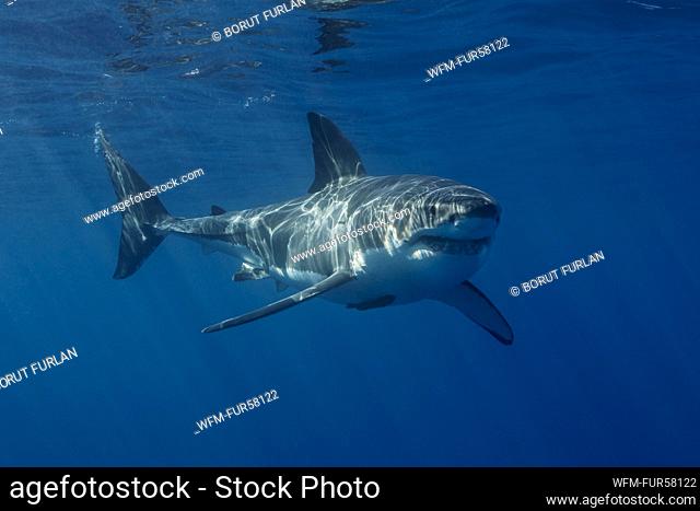 Great White Shark, Carcharodon carcharias, Guadalupe Island, Mexico