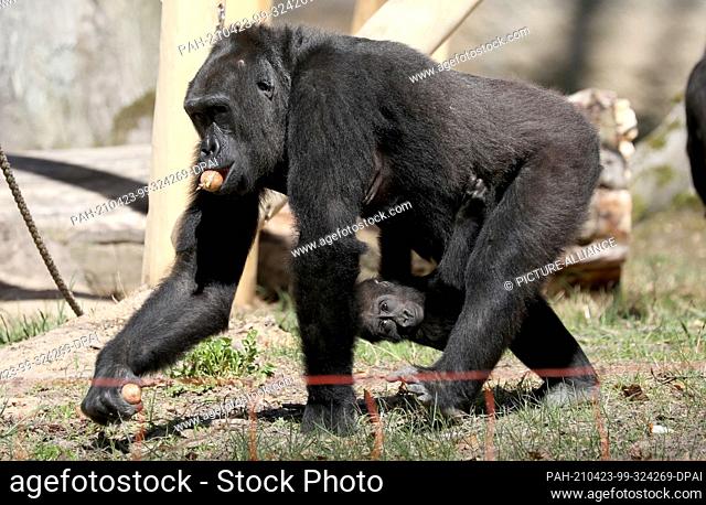 23 April 2021, Mecklenburg-Western Pomerania, Rostock: Mother Yene is with daughter Kesha for the first birthday of the gorilla offspring in the outdoor area of...