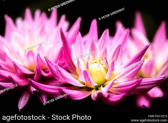 Dahlia, Close-up view of pink coloured flowers growing outdoor